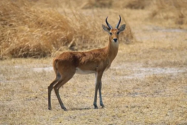 2 Days Mikumi Safari from Zanzibar or Dar Es Salaam - Tanzania safari gallery image